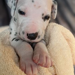 Boy 1 - White and black male Dalmatian puppy in Maryville, Tennessee from Coachside Dalmatians