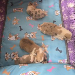 American Corgi, Cane Corso, Pembroke Welsh Corgi, and Rhodesian Ridgeback Puppies from Diamondcrest Inc