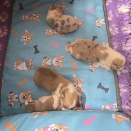 American Corgi, Cane Corso, Pembroke Welsh Corgi, and Rhodesian Ridgeback Puppies from Diamondcrest Inc