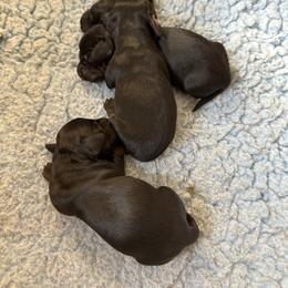Girl 4 - Black and tan female Dachshund puppy in Coventry, Connecticut from Rodina Kennels