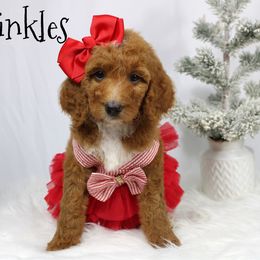 Sprinkles - Red  female Goldendoodle puppy in Casa Grande, Arizona from AzDoodle Dandies