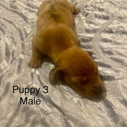 Dachshund Puppies from Bosley's Dachshunds