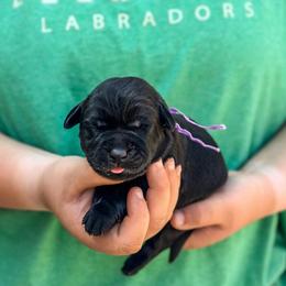 Purple girl - Black female Labrador Retriever puppy in Lake City, Michigan from Loon Lake Labradors