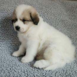 Dozer - Dark blue collar - White and badger male Great Pyrenees puppy in Monmouth, Maine from Flewelling Great Pyrenees