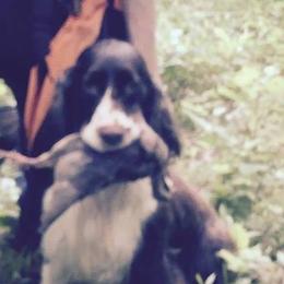 English Springer Spaniels and Samoyeds from Whitestone Samoyeds and Spaniels