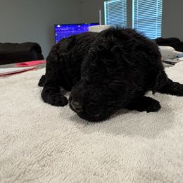 Goldendoodle and Poodle Puppies from Southern Stroll Poodles & Doodles