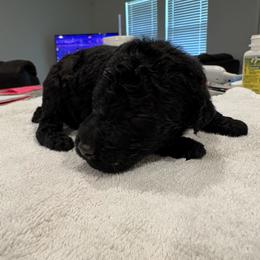 Goldendoodle and Poodle Puppies from Southern Stroll Poodles & Doodles