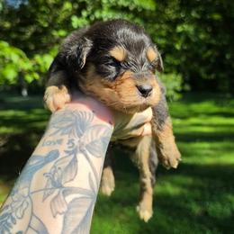 Crow - Black tri-color male Australian Shepherd puppy in London, Kentucky from Kenmont Kennels
