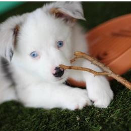 Meringue - Blue merle female Miniature Australian Shepherd puppy in Liberty Hill, Texas from Stone & Sage ATX Toy & Mini Aussies