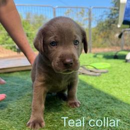 Teal collar - Silver female Dilute Retriever puppy in Valley Center, California from Stunning Silver Bullets Labradors