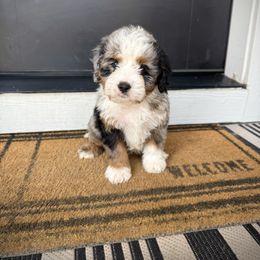 Boy 2 - Merle male Bernedoodle puppy in Nampa, Idaho from Boise Bernedoodles