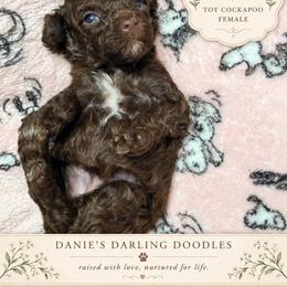 Scarlet - Brown and white female Cockapoo puppy in Otisville, Michigan from Danie’s Darling Doodles LLC