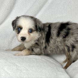Sugar - Blue merle female Miniature Australian Shepherd puppy in Bedias, Texas from JSK Aussie and Cavaliers