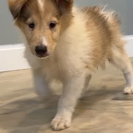 O'Conner - Sable merle and white male Collie puppy in Plato, Minnesota from Minnesota Collies