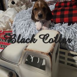 BLACK BOY - Mahogany and white male Basset Hound puppy in Snow Camp, North Carolina from V's Southern Angels