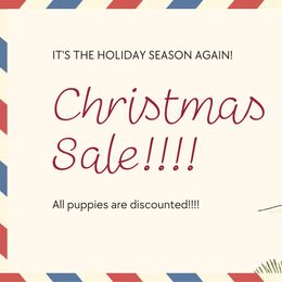 Cavalier King Charles Spaniels and Poodles from Ferndale Family Pups