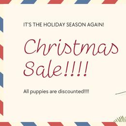 Cavalier King Charles Spaniels and Poodles from Ferndale Family Pups