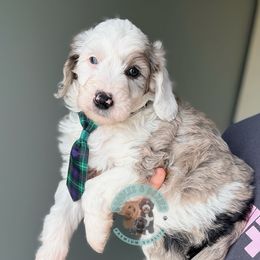 Lock - Merle male Sheepadoodle puppy in Marion, Ohio from Doodles & Doxies
