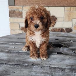 Pekingese, Poodle, and Shih Tzu Puppies from Happy puppies