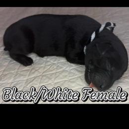 Black-white collar, female - Black female Labrador Retriever puppy in Moore, Oklahoma from Okiehuntinboyz Labrador Retrievers