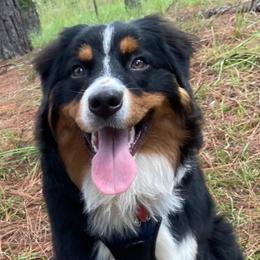 Australian Shepherd All Grown Up from Muckalee Lane Aussies