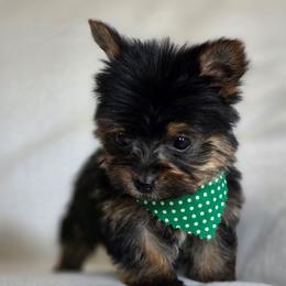 Olive's Boy 3 - Black and tan male Yorkshire Terrier puppy in Aiken, South Carolina from Sio's Yorkies
