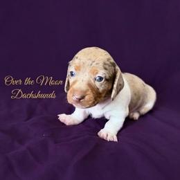 Bonnie - Dapple female Dachshund puppy in Corona, Ca Hemet, Ca, California from Over The Moon Dachshunds and Doodles