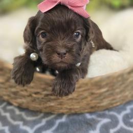 Hadley - Brown female Shihpoo puppy in Hartville, Missouri from Petty Paws