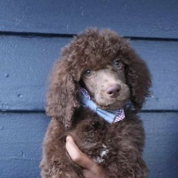 Dracula - Brown male Poodle puppy in Eastpointe, Michigan from YorkiesPawsLife