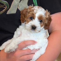 Cleo - White male Cavapoo puppy in Lititz, Pennsylvania from Hounds and Doodles