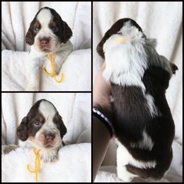 Yellow - Tri-Roan female English Springer Spaniel puppy in Crockett, Texas from LL Gun Dogs, LLC