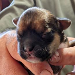 Gus - Brindle male Lhasa Apso puppy in Fort Worth, Texas from Cynthia's Lhasa Apsos