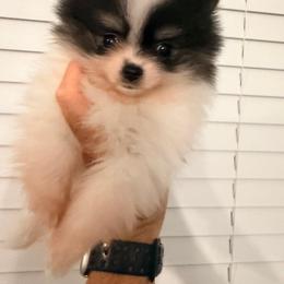 Loki - Black parti male Pomeranian puppy in Cropwell, Alabama from Poms On The Lake
