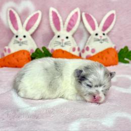 Light Blue Merle AKC Boy - Blue merle male Pomeranian puppy in Princeton, New Jersey from PureLove Poms.