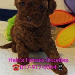 Tillie - Red female Cavapoo puppy in Dallas, Texas from Halo's Heroes Doodles