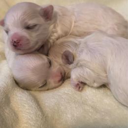 Elvis - White male Maltese puppy in Houston, Texas from The Royal Furbabies