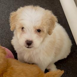 Lucy - Parti female Goldendoodle puppy in Pensacola, Florida from Goldendoodles Love You in Pensacola Friend Edition