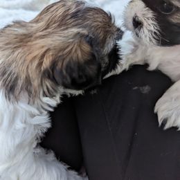 Shih Tzu Puppies from We Shih Tzu Not!