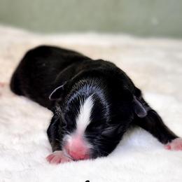 Hans - Black tri male Miniature Australian Shepherd puppy in Mc Alester, Oklahoma from Angel's Aussies