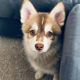 Pomskies from Sonoran Pomskies