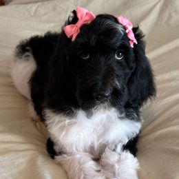 Zebra - Parti female Goldendoodle puppy in Greensboro, Georgia from B’s Doodles