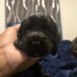 Shadow green - Black male Labradoodle puppy in Commerce City, Colorado from Playful Paws Labradoodles