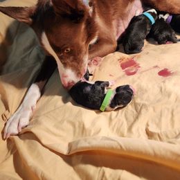 Girl 3 - Border Collie puppy in Arcanum, Ohio from Machine Made Stock Dogs