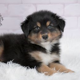Peru - Black tri-color male Australian Shepherd puppy in Fultonville, New York from Sandy Aussies & Pomeranians