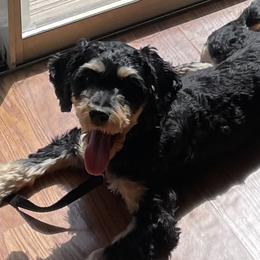 Cavapoos from Clover Patch Cavapoos