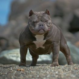 Shrinky - American Bully