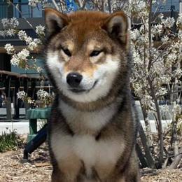 Rhysand - Shiba Inu