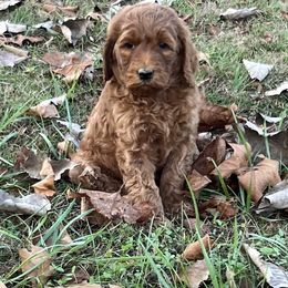 Goldendoodle and Labradoodle Puppies from Blessing Labradoodles, Goldendoodles, standard and mini’s