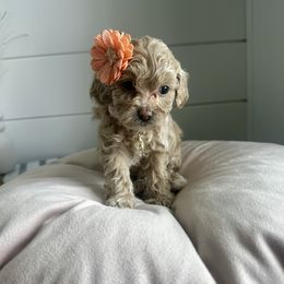 Peach - Cream female Cavapoo puppy in West Haven, Utah from Harper Haven Cavapoos & Doodles