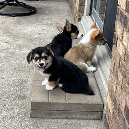 Pembroke Welsh Corgi Puppies from Carousel Corgis